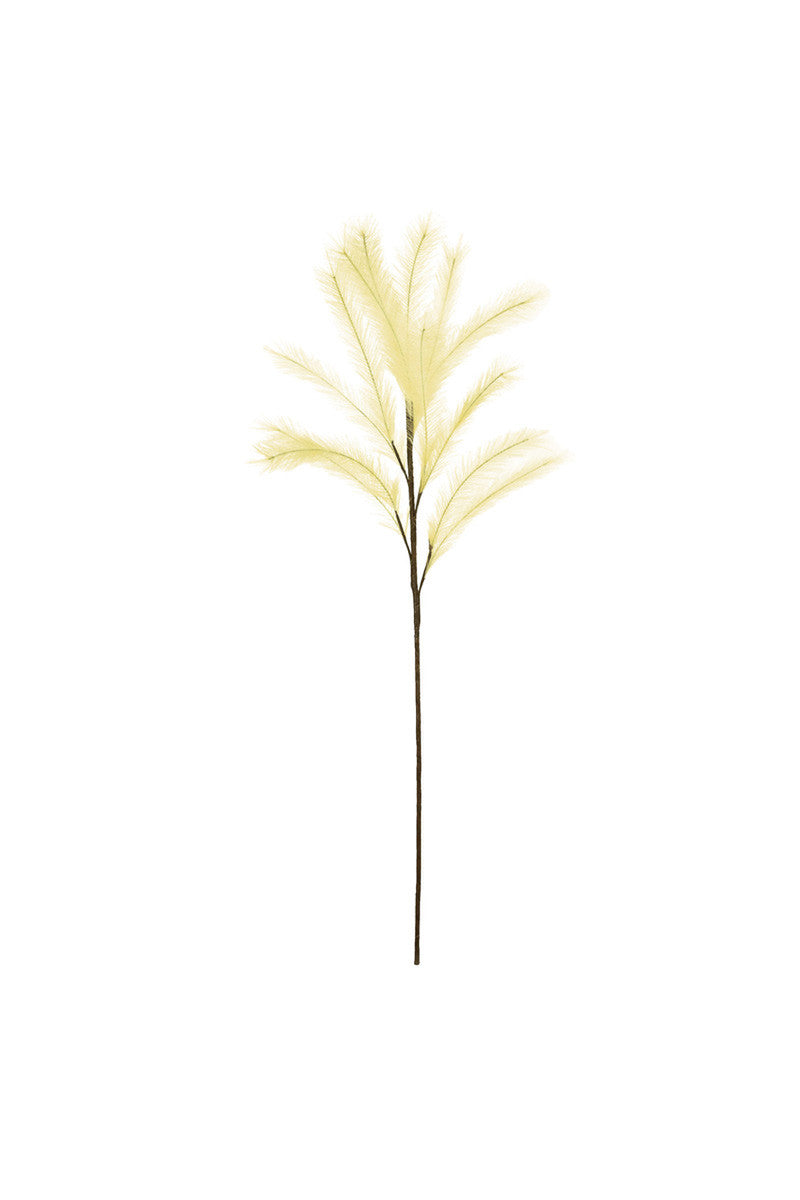 Pampas Stem