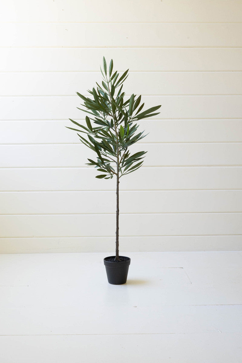 Eucalyptus Tree In a Black Pot